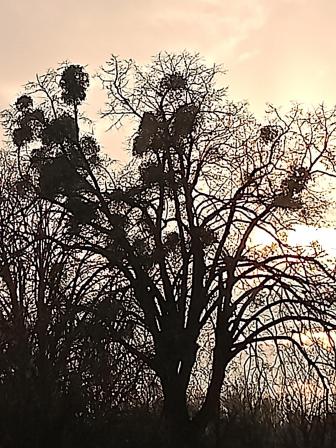 Arbre chez claude